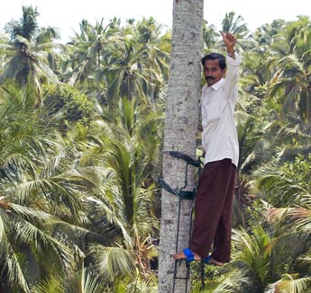 Coconut Climbing Device